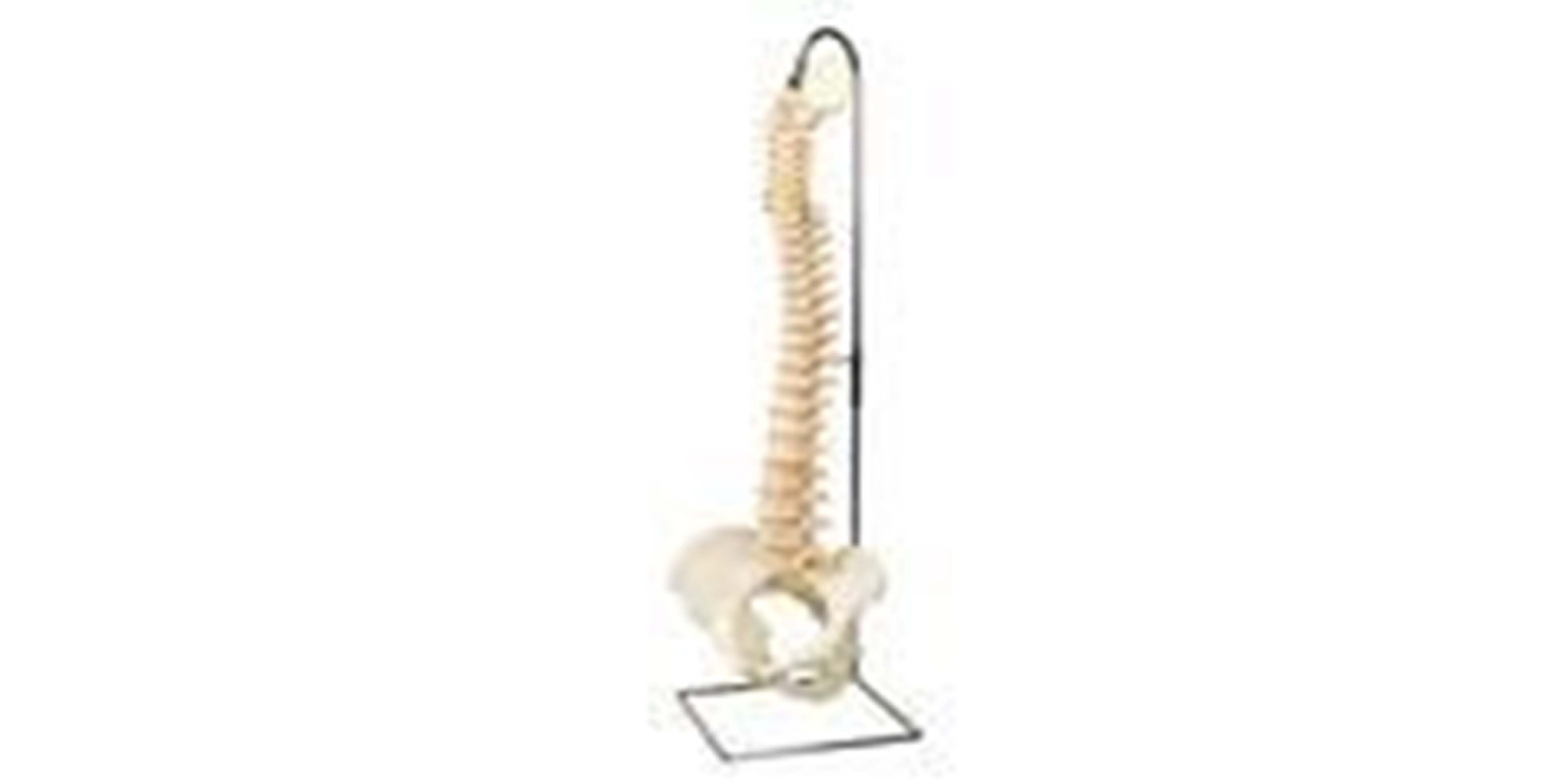 Desk Size Vertebral Column.jpg