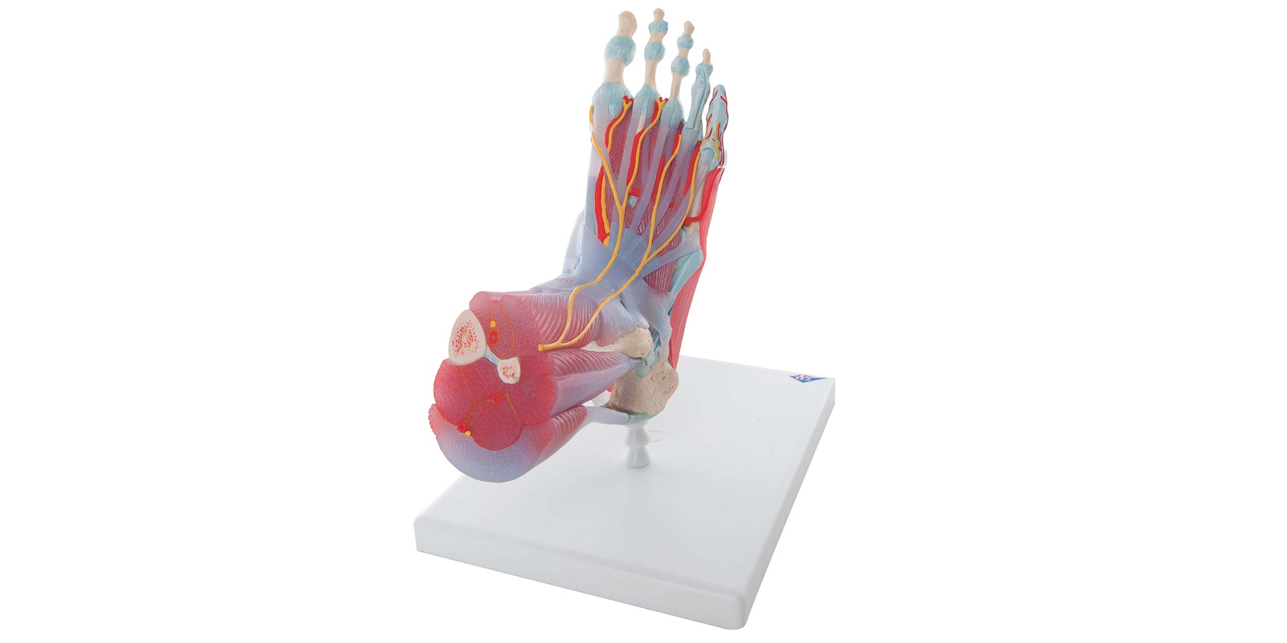 Foot.jpg