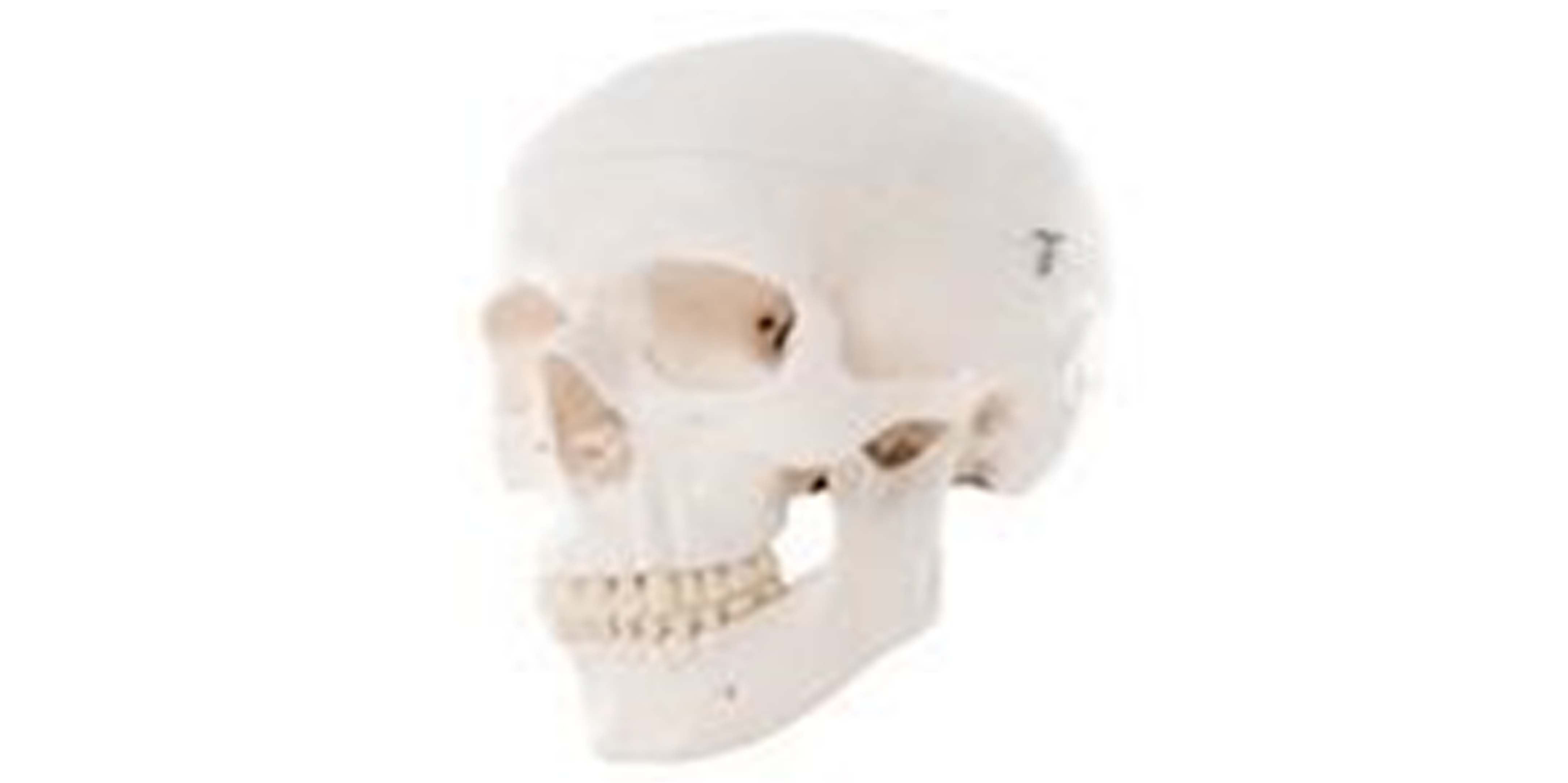 Life Size Human Skeleton Skull.jpg