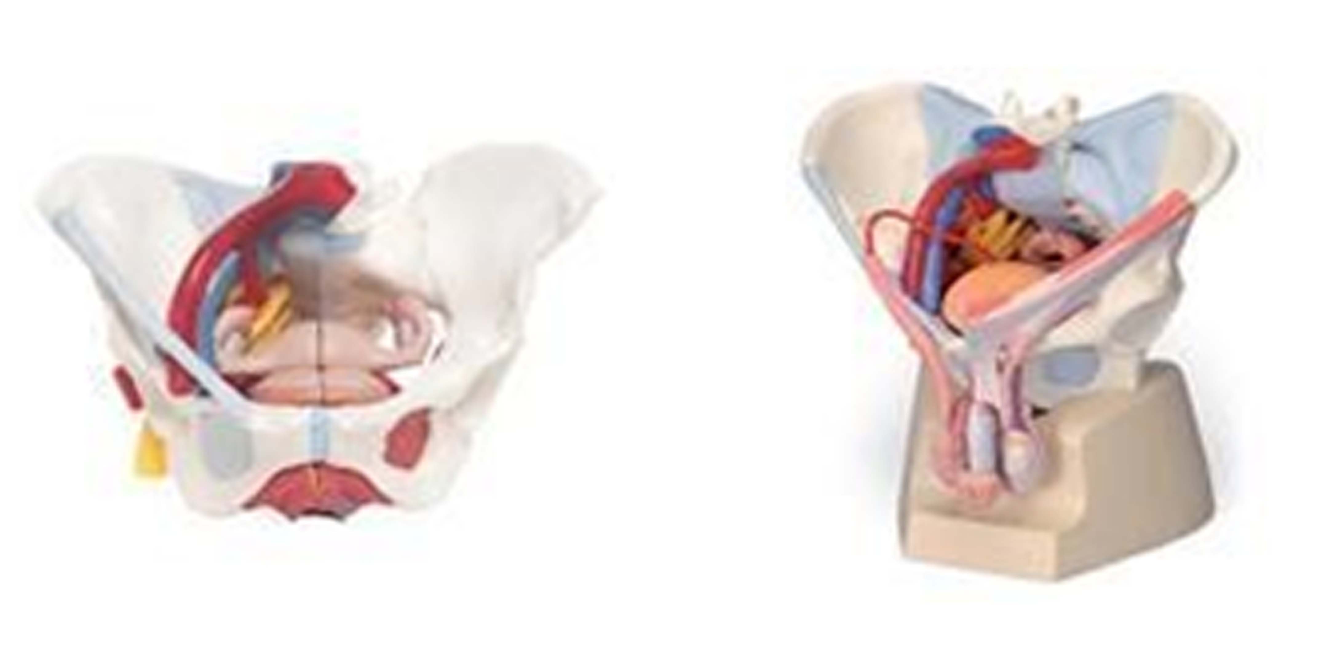 Pelvis.jpg