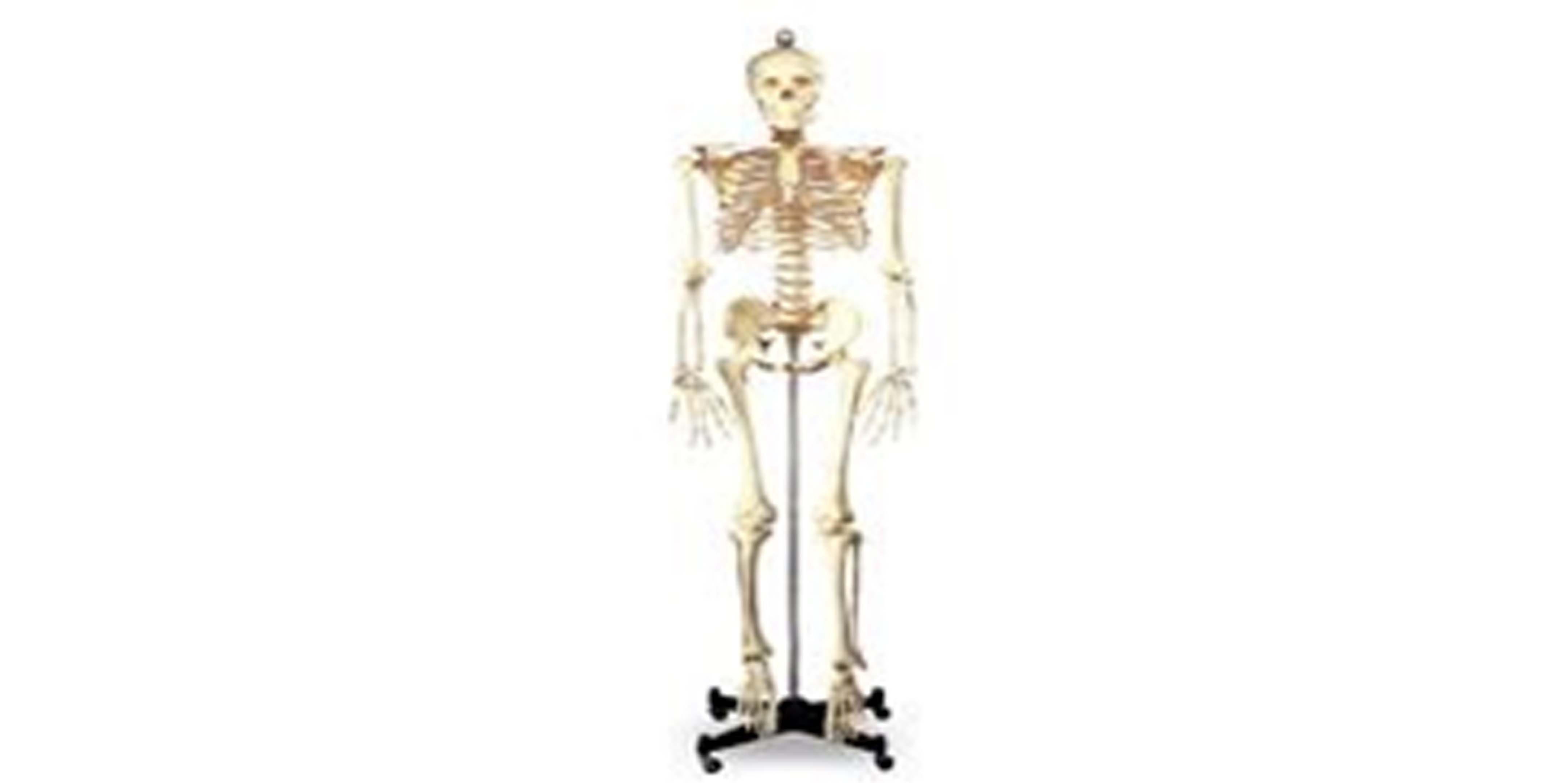 Stand Standard Skeleton.jpg
