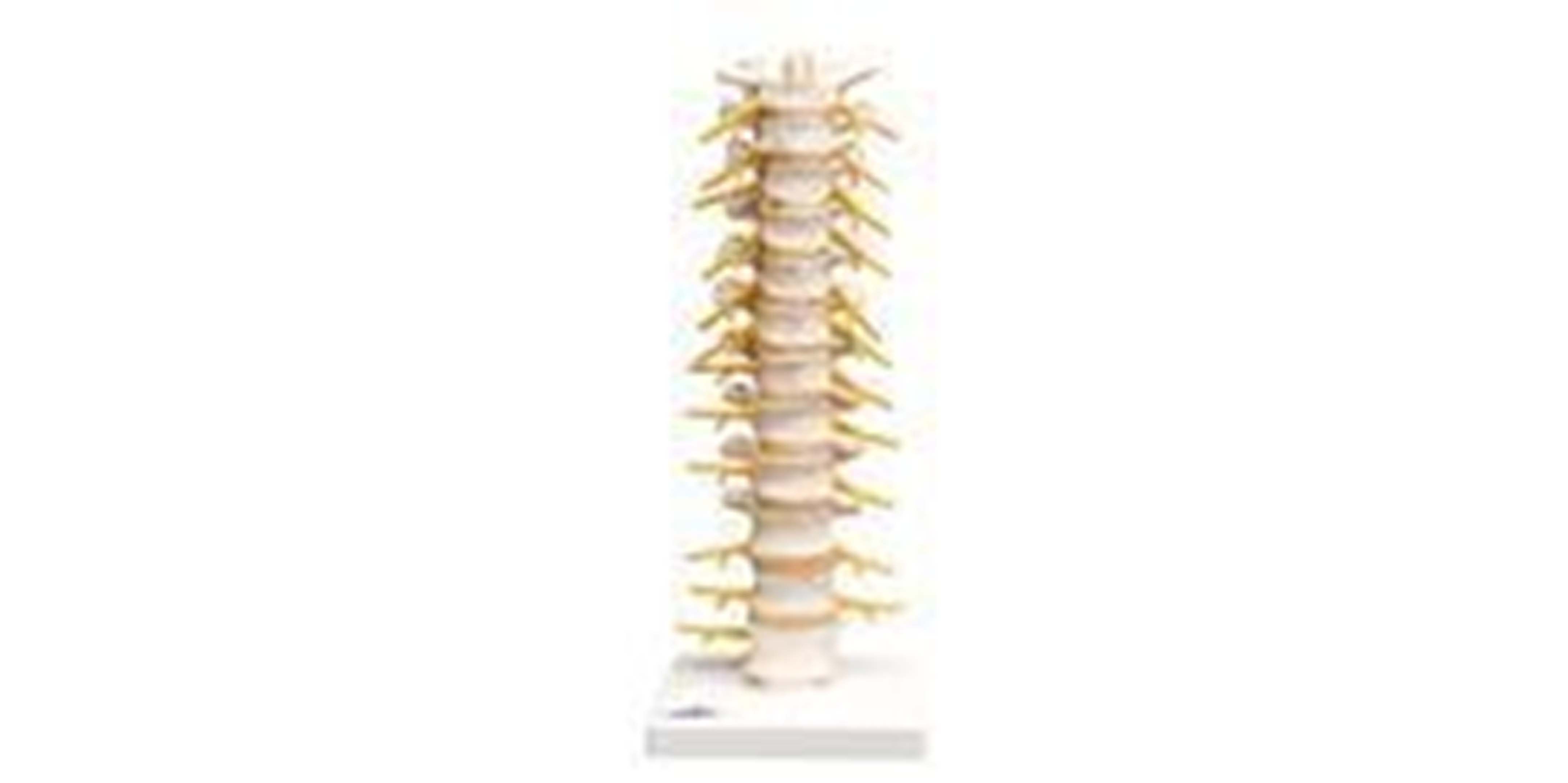 Thoracic Spinal Column.jpg